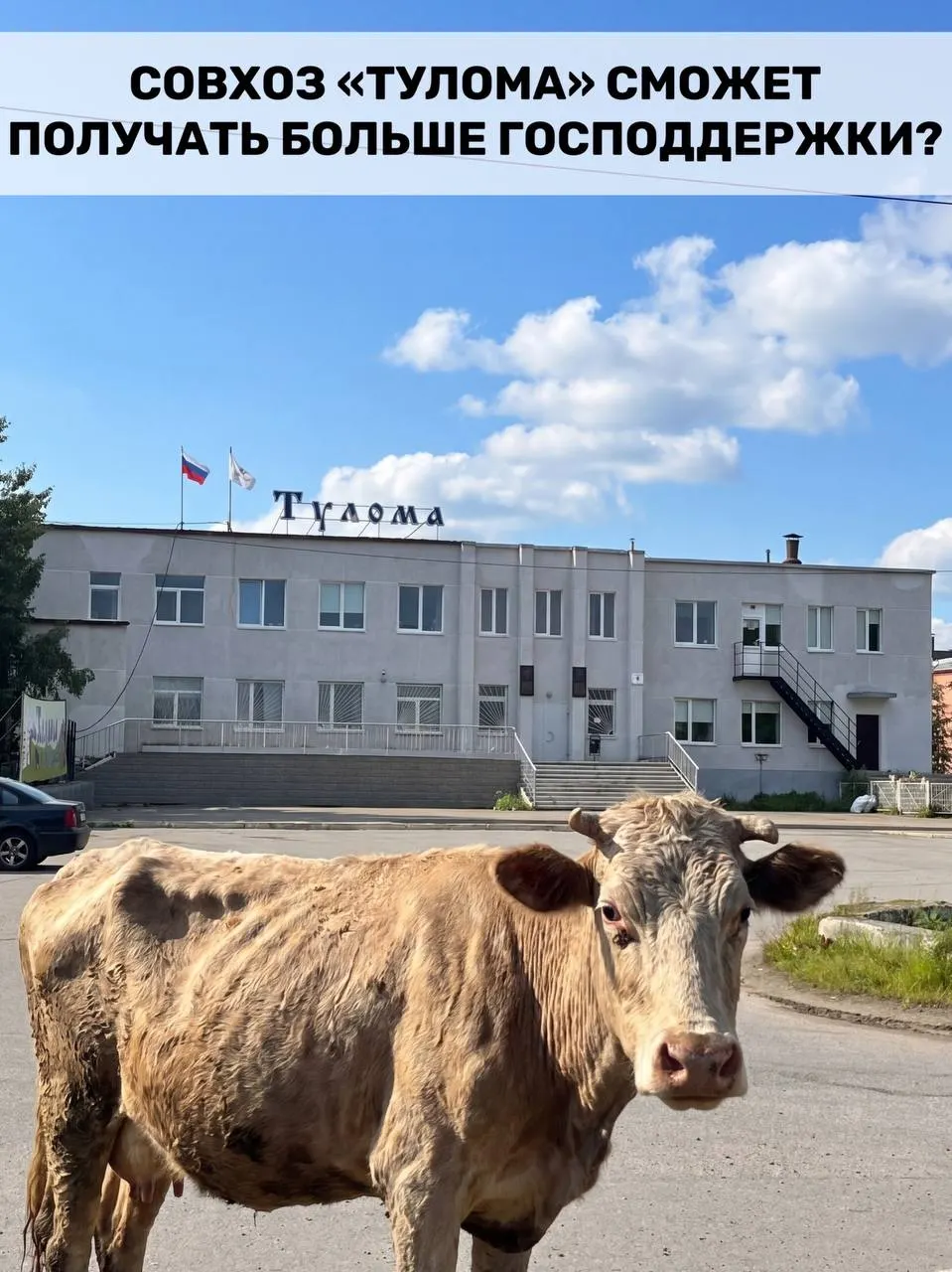 Правила получения господдержки для молочного сектора изменили — теперь субсидии смогут получать и хозяйства с долей государства или муниципалитета свыше 25%. Для Мурманской области это важно, но у отдельных предприятий сохраняются острые проблемы.