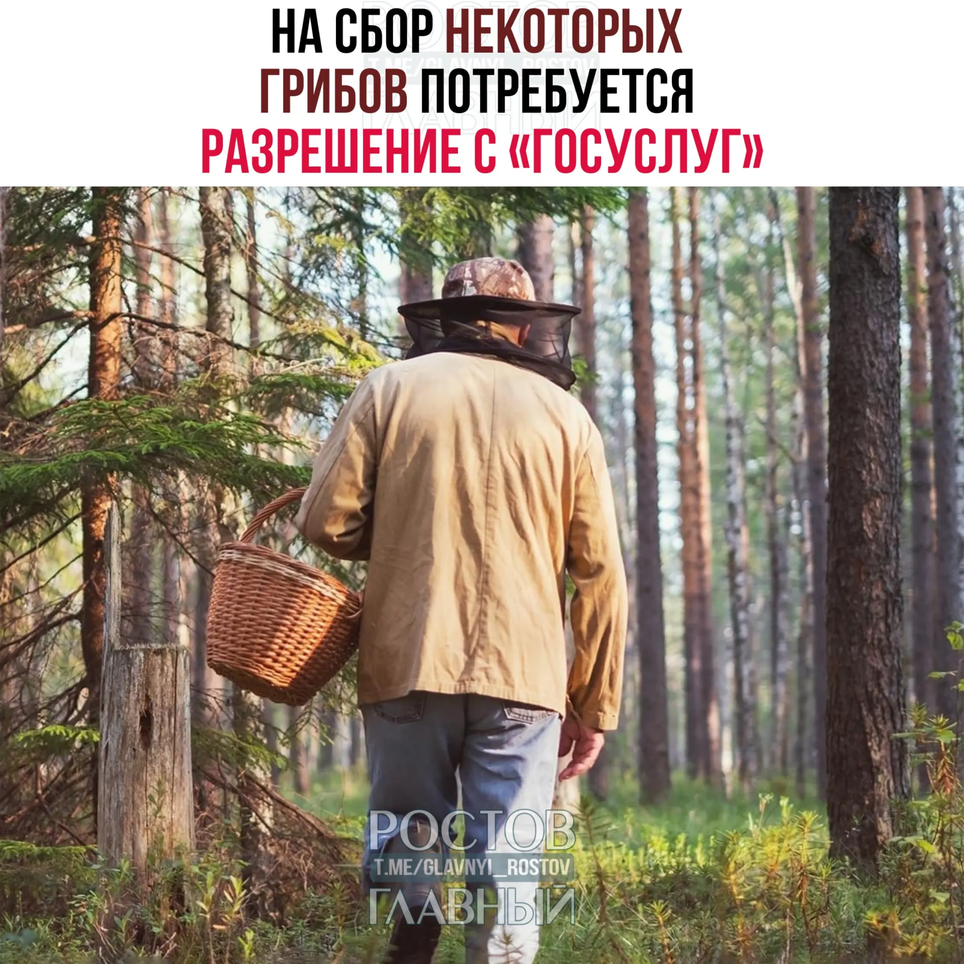 С 1 сентября 2027 года для сбора некоторых видов грибов потребуется разрешение — пропуск в лес через портал «Госуслуги». Заявки будут рассматривать до 15 дней; за сбор краснокнижных грибов без разрешения грозит уголовная ответственность.
