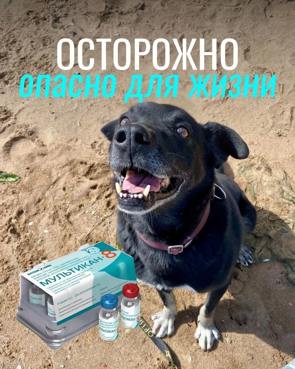 После прививок от бешенства у некоторых питомцев наблюдаются тяжёлые реакции; партия вакцины «Мультикан-8» изъята для проверки, причин гибели пока не подтверждены.
